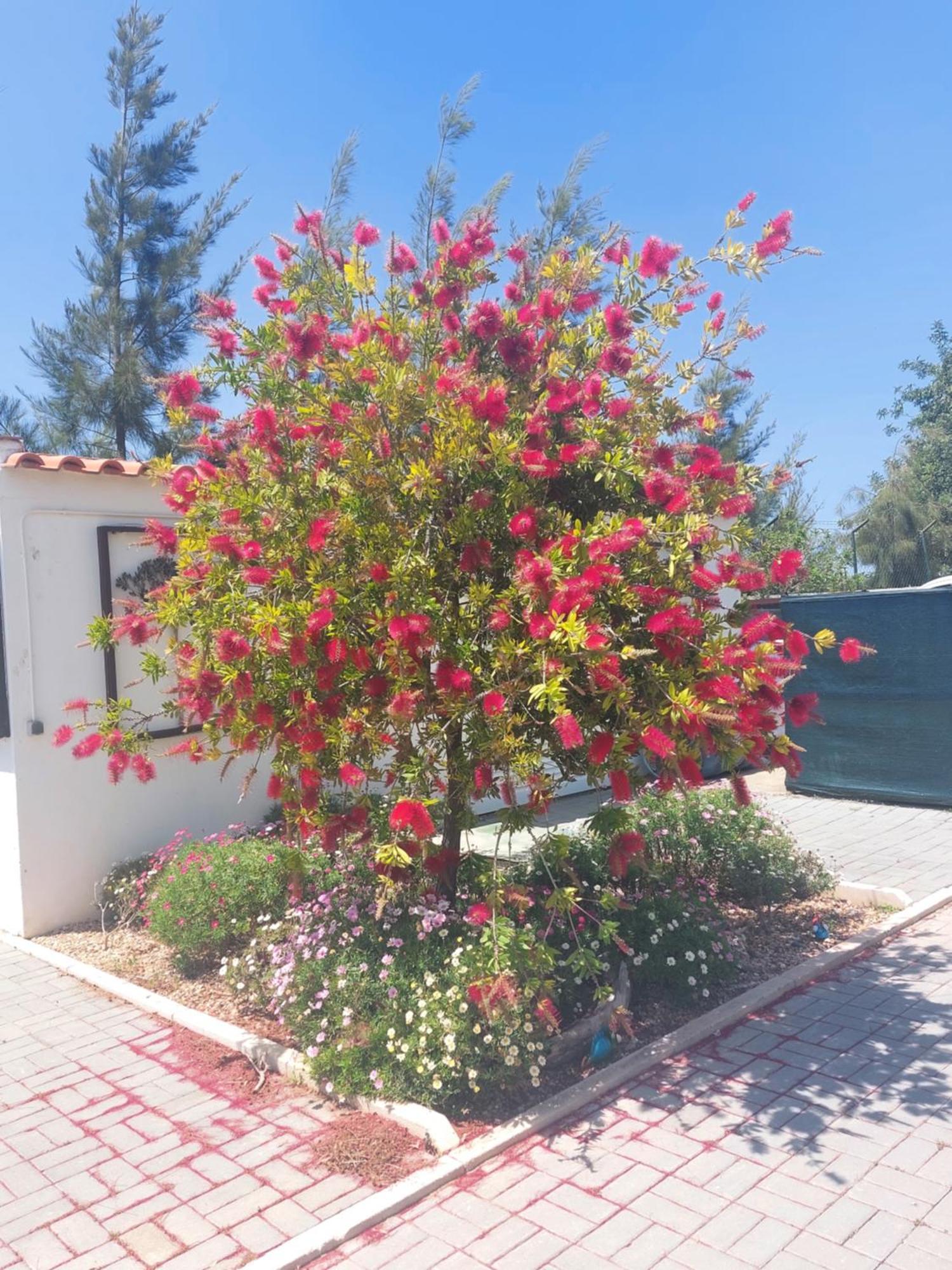 Tavira Vacations Apartments Exteriör bild